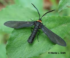 Attēlu rezultāti vaicājumam “Zygaenidae”