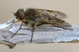 Attēlu rezultāti vaicājumam “Therevidae”