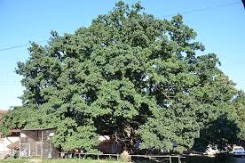 Attēlu rezultāti vaicājumam “Quercus robur fo. pectinata”