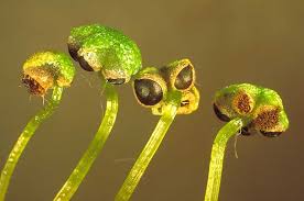 Attēlu rezultāti vaicājumam “Reboulia hemisphaerica”