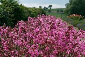 Image result for Pechnelke