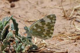 Attēlu rezultāti vaicājumam “Pontia edusa underside”