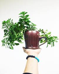 Attēlu rezultāti vaicājumam “Crassulaceae”