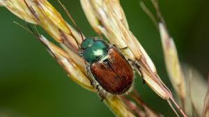 Attēlu rezultāti vaicājumam “Phyllopertha horticola imago”