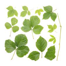 Attēlu rezultāti vaicājumam “Rubus plicatus leaf”