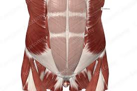 Image result for alba