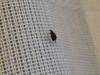 Attēlu rezultāti vaicājumam “Anthrenus museorum”