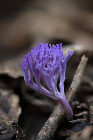 Attēlu rezultāti vaicājumam “Ramariopsis pulchella”