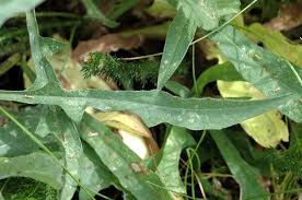 Attēlu rezultāti vaicājumam “Centaurea jacea fruit”