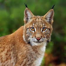 Afbeeldingsresultaat voor lynx