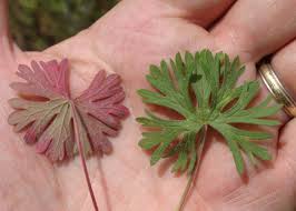 Attēlu rezultāti vaicājumam “Geranium dissectum leaf”