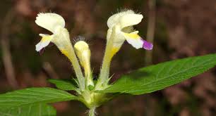 Attēlu rezultāti vaicājumam “Galeopsis speciosa leaf”