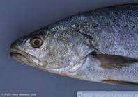Image result for Argyrosomus inodorus