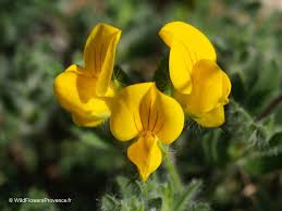 Attēlu rezultāti vaicājumam “Lotus corniculatus flower”