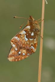 Attēlu rezultāti vaicājumam “Boloria aquilonaris underside”