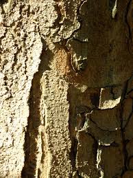 Attēlu rezultāti vaicājumam “Aesculus x hybrida”