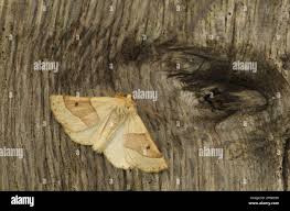 Attēlu rezultāti vaicājumam “Crocallis elinguaria imago”