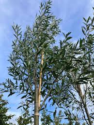 Attēlu rezultāti vaicājumam “Salix alba”