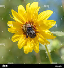 Attēlu rezultāti vaicājumam “Lamproderma violaceum macro”