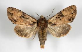 Attēlu rezultāti vaicājumam “Apamea epomidion”