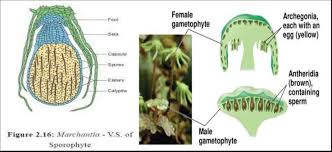 Attēlu rezultāti vaicājumam “Paraleucobryum longifolium sporophyte”