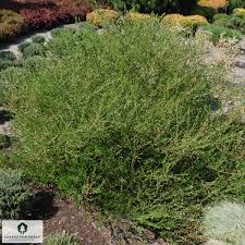 Attēlu rezultāti vaicājumam “Betula nana”