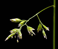 Attēlu rezultāti vaicājumam “Poa remota bud”