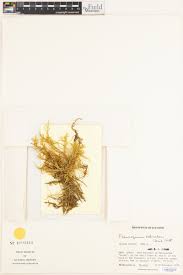 Attēlu rezultāti vaicājumam “Pleurozium schreberi sporophyte”