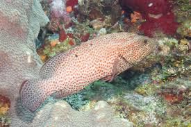 Image result for Cephalopholis cruentata