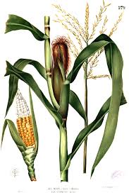 Attēlu rezultāti vaicājumam “Zea mays female flower”