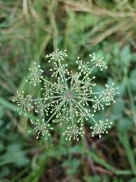 Attēlu rezultāti vaicājumam “Peucedanum palustre leaf”