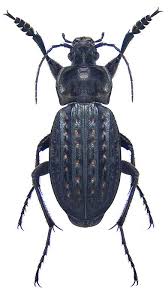 Attēlu rezultāti vaicājumam “Carabus clathratus”