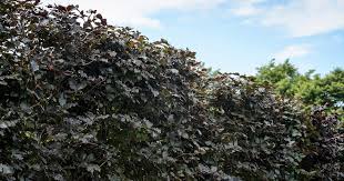 Attēlu rezultāti vaicājumam “Fagus sylvatica fo. purpurea fruit”