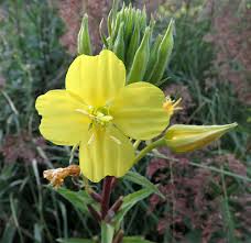 Attēlu rezultāti vaicājumam “Oenothera rubricauli flower”