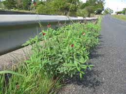 Attēlu rezultāti vaicājumam “Enteridium liceoides macro”