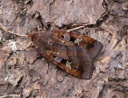 Attēlu rezultāti vaicājumam “Diarsia brunnea”