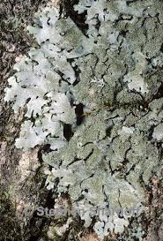 Attēlu rezultāti vaicājumam “Hypotrachyna sp.”