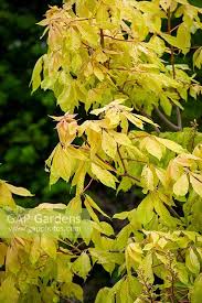 Attēlu rezultāti vaicājumam “Aesculus x neglecta”