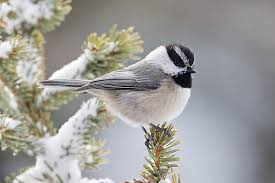 Image result for Poecile montana