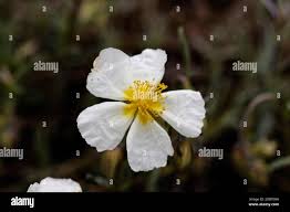 Attēlu rezultāti vaicājumam “Helianthemum x hybridum flower”