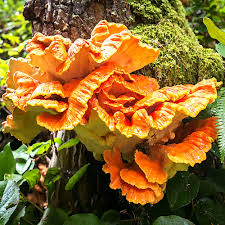 Attēlu rezultāti vaicājumam “Laetiporus sulphureus”