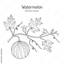 Attēlu rezultāti vaicājumam “Citrullus lanatus leaf”