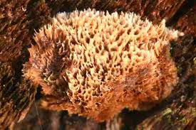 Attēlu rezultāti vaicājumam “Ceriporiopsis resinascens”