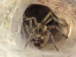 Attēlu rezultāti vaicājumam “Agelena labyrinthica”