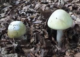 Attēlu rezultāti vaicājumam “Amanita phalloides”