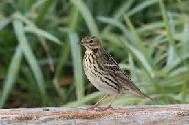 Image result for Anthus gustavi