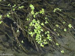 Attēlu rezultāti vaicājumam “Lemna gibba”