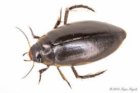 Attēlu rezultāti vaicājumam “Colymbetes paykulli”