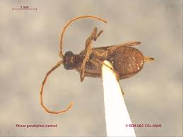 Attēlu rezultāti vaicājumam “Ptinus sp. male”