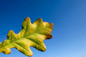 Attēlu rezultāti vaicājumam “Quercus robur leaf”